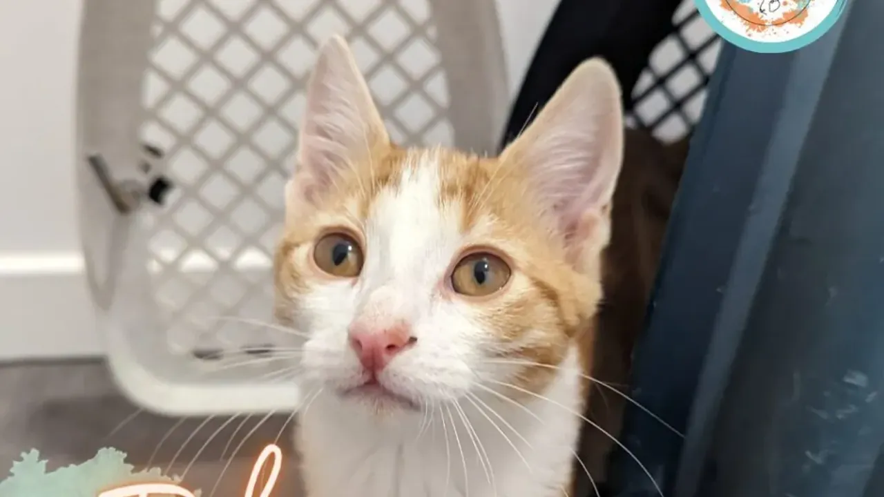 Chat à l'adoption chez Vie Animale