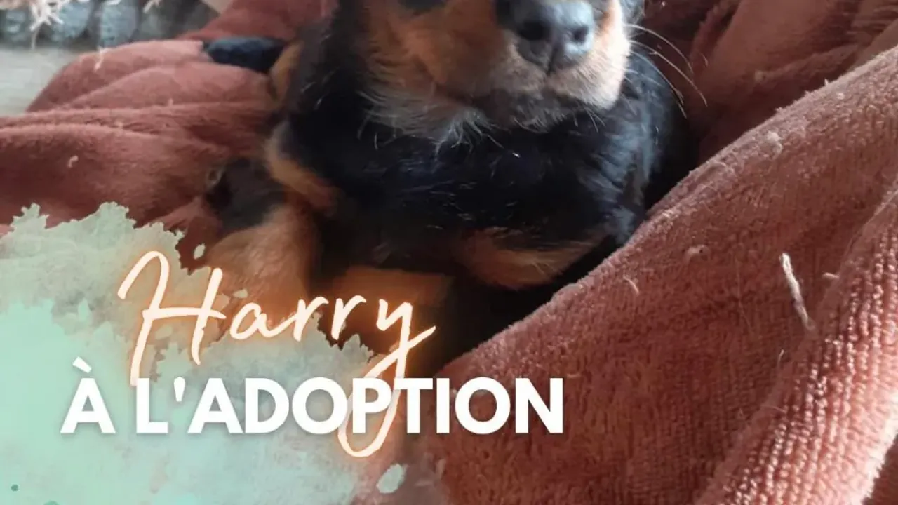 Chien à l'adoption chez Vie Animale