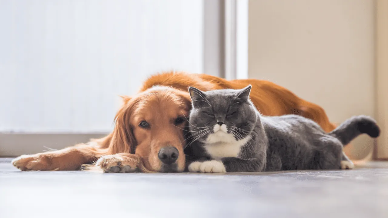 Animaux à l'adoption auprès de Vie Animale