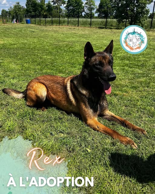Rex