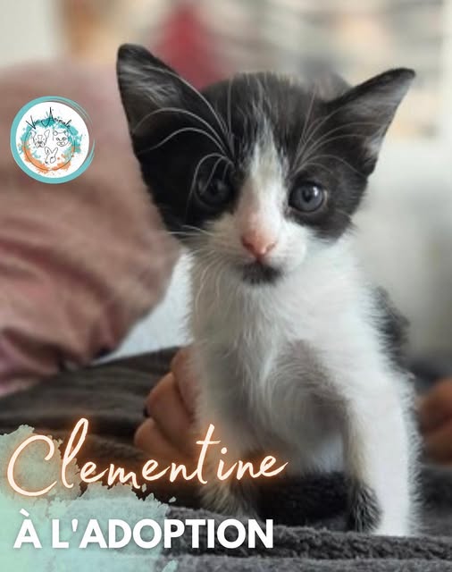 Clémentine