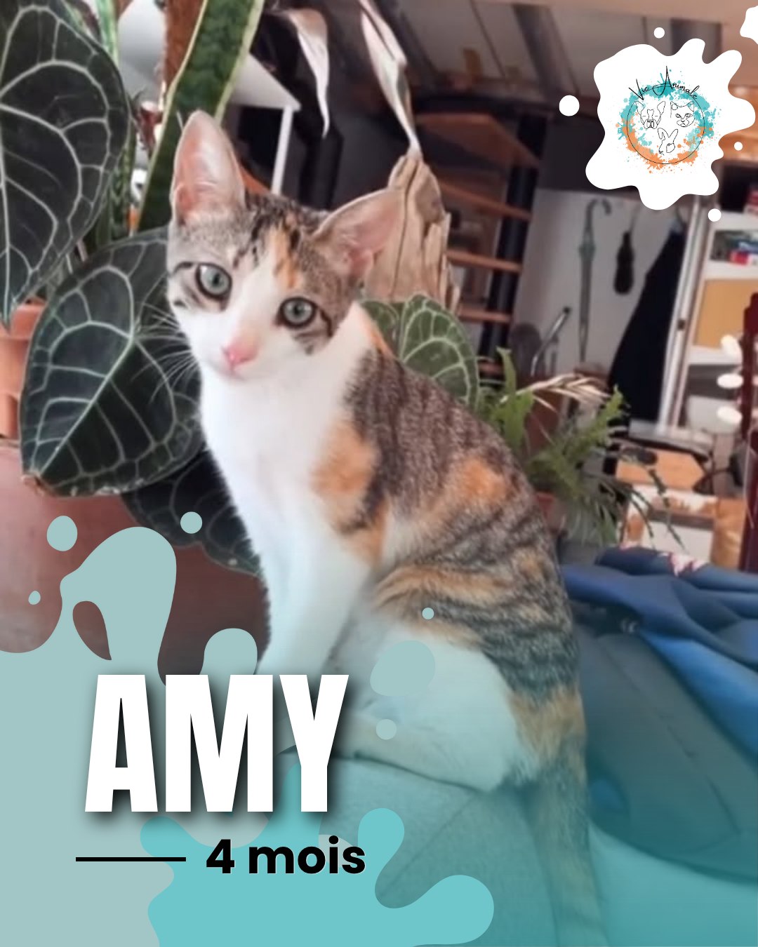 Amy