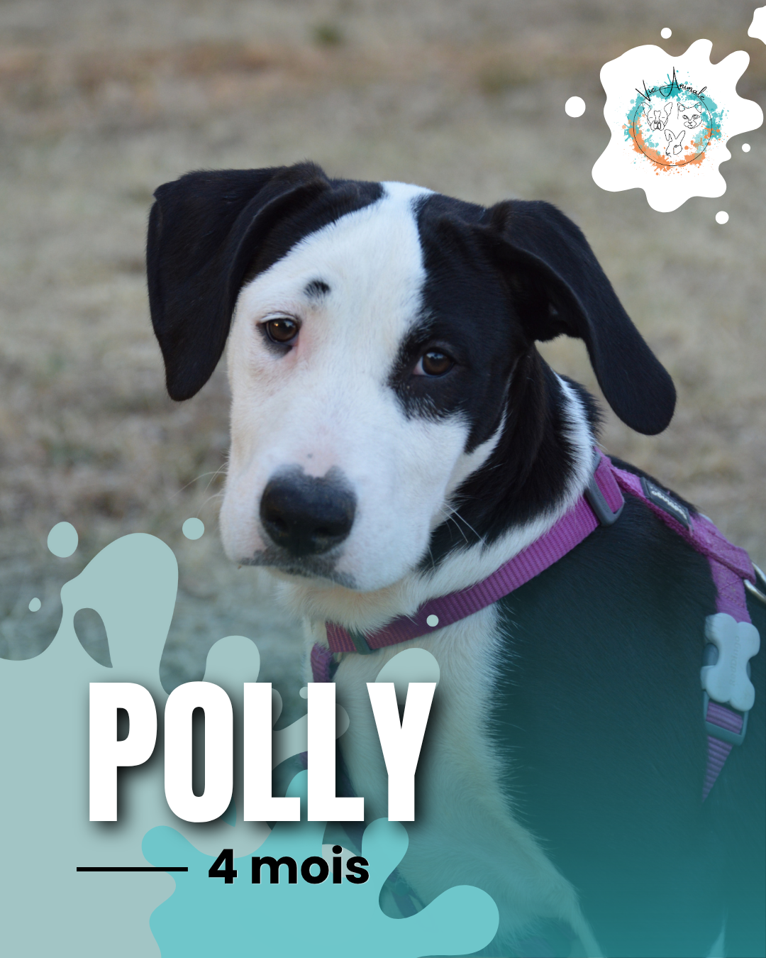 Polly