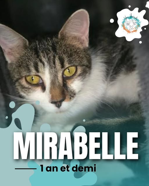 Mirabelle