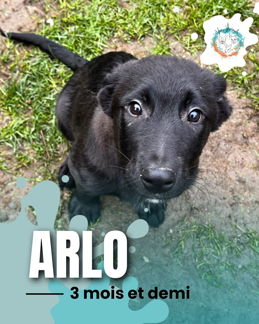 Arlo