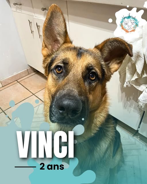 Vinci