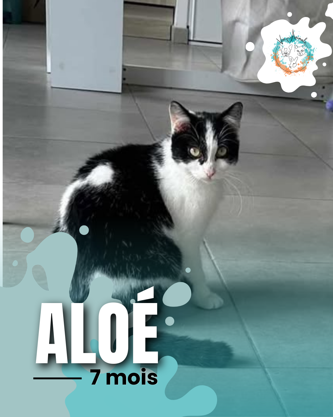 Aloé